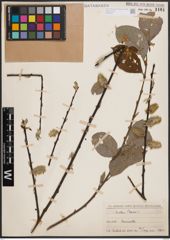 Foto von Salix caprea L.